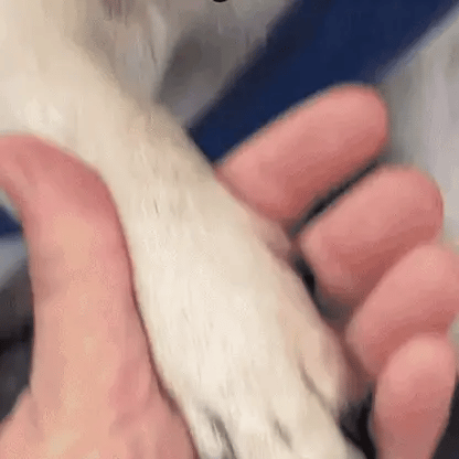 TrygKlip™ – Tryg og præcis klipning af hundens kløer